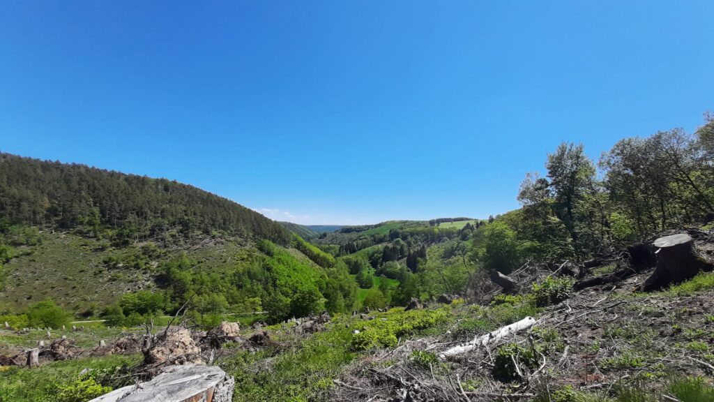 Blick über die Wiederaufforstungsflächen